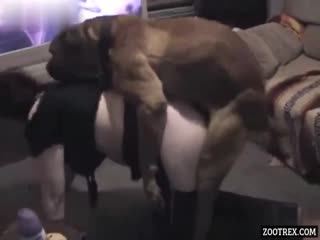 Dog sex xxx happy wife lets hubby film her animal sex