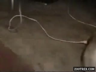 Caught in the Act! Watch a Dog's Incredible Deed Caught on Camera!
