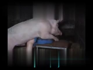 Shocking: Farmer Bends Over in Barn and Lets Pig Have Its Way with Him in Bestiality Act!