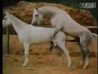 Amateurs, Get Ready for the Wildest Horse Sex Experience: Zoo Porn Horse Sex, Zoophilia Free Download!