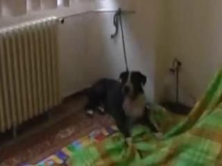 Dog sex for the eager guy See free high definition sex videos of a European couple at the xxx zoo.