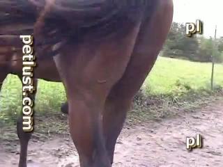 Free xxx top download animal movie porn film zoo outside with a horse's penis