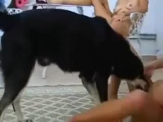 Watch brunette chicks f*ck a single beast in this xxx video from the zoo.