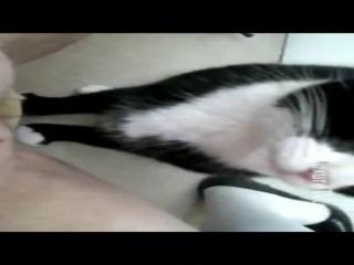 Puss is licked by the cat. Cat Licks Teenage Girl While She Masturbates With Another Cat - Zoophilia